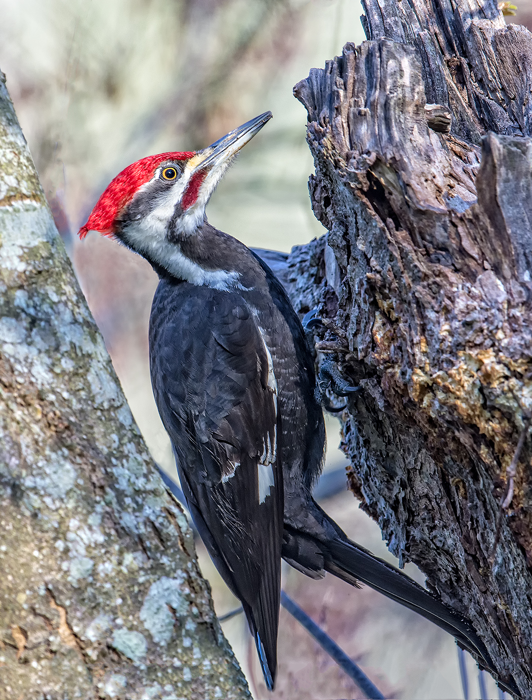 3rd PrizeNature In Class 3 By Kenneth Arni For Pileated Woodpecker In Tight Quarters APR-2022.jpg